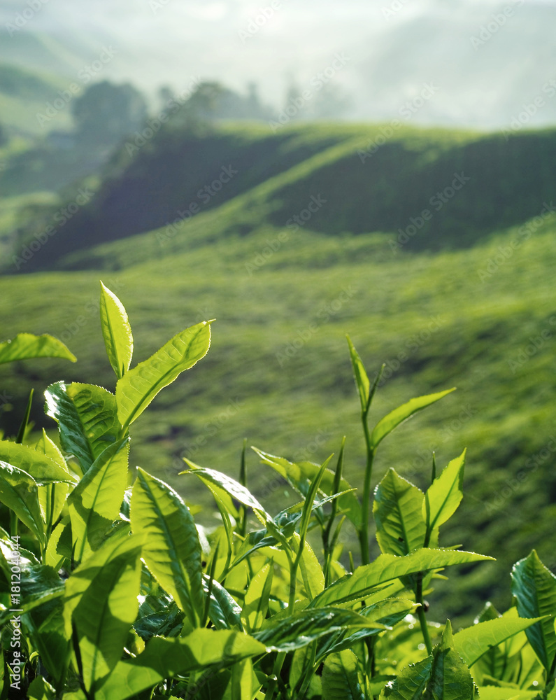 马来西亚种植园的新鲜茶叶。