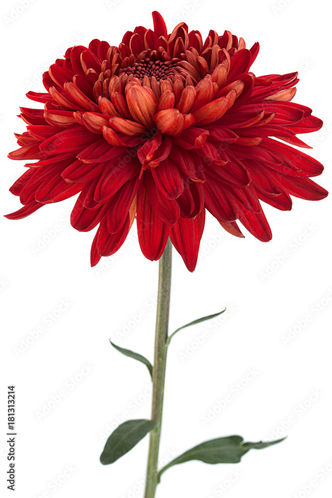 Red chrysanthemum flower head