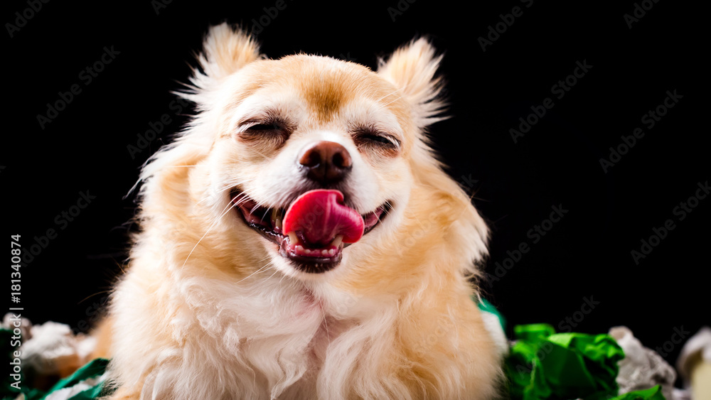 cute chihuahua dog isolate black background