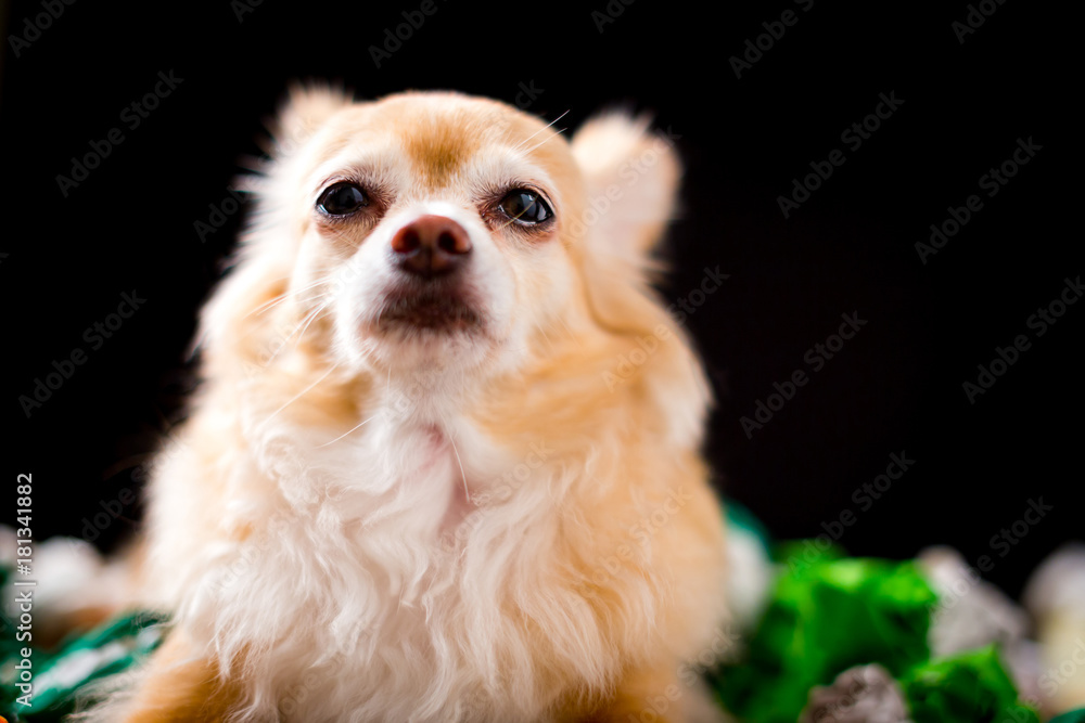 sad chihuahua dog isolate black background