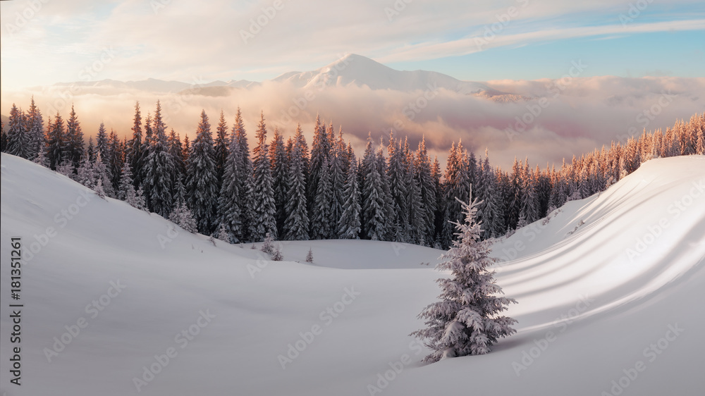 白雪皑皑的树木构成的戏剧性冬季场景。