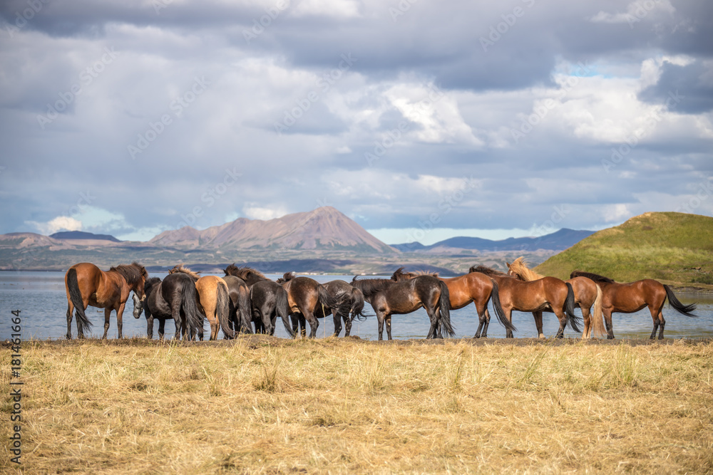 landscape of horses