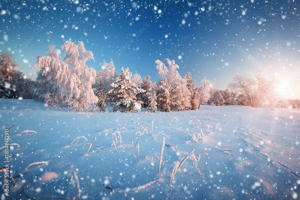 雪中傍晚的冬季景观中的美丽树木