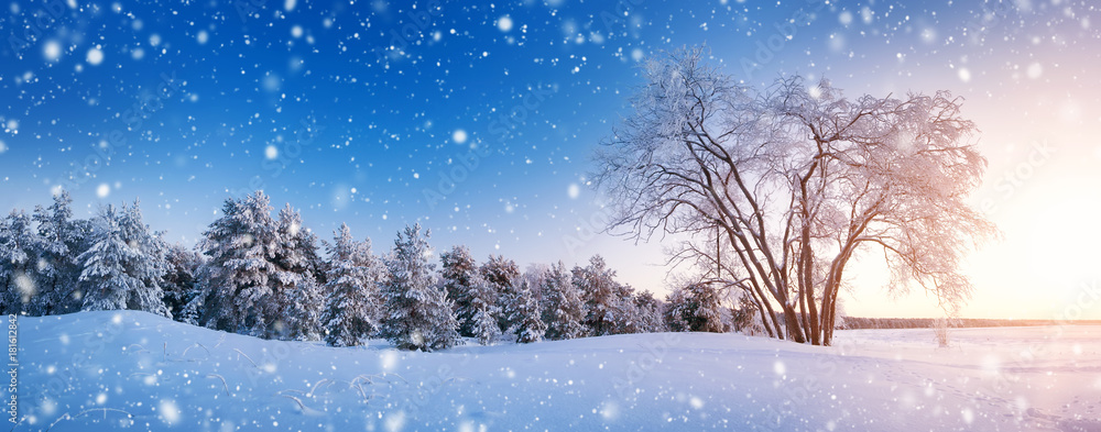 雪中傍晚的冬季景观中的美丽树木