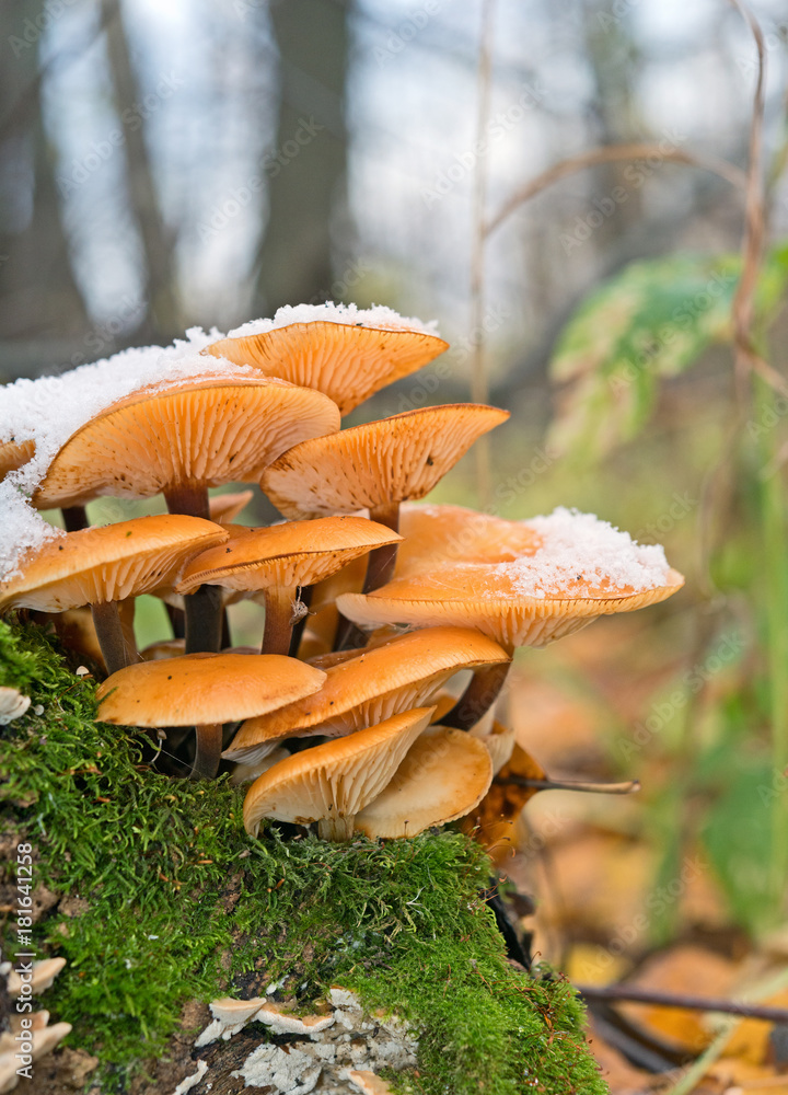 The last of the mushrooms and the first snow in the woods.