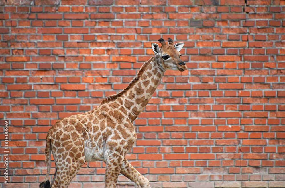 Profile portrait of giraffe calf over brick wall