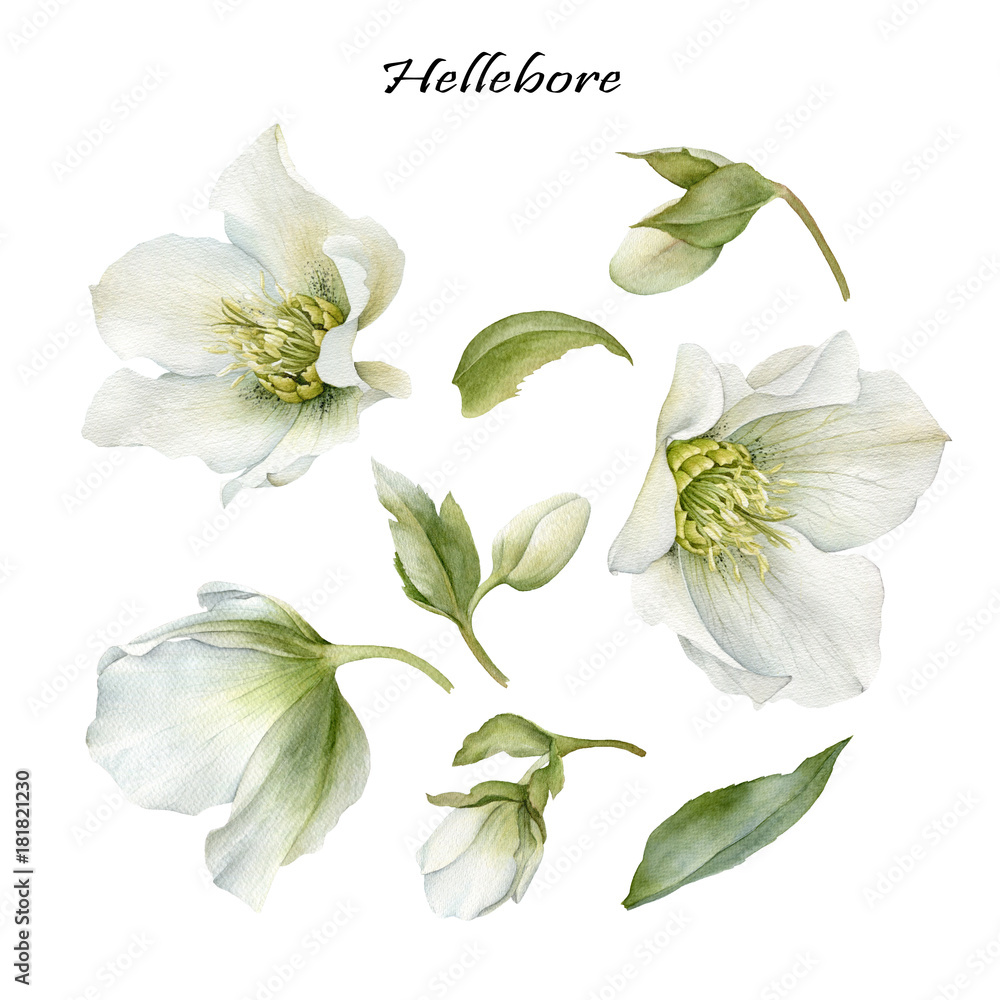 水彩白色hellebore和叶子的花朵集