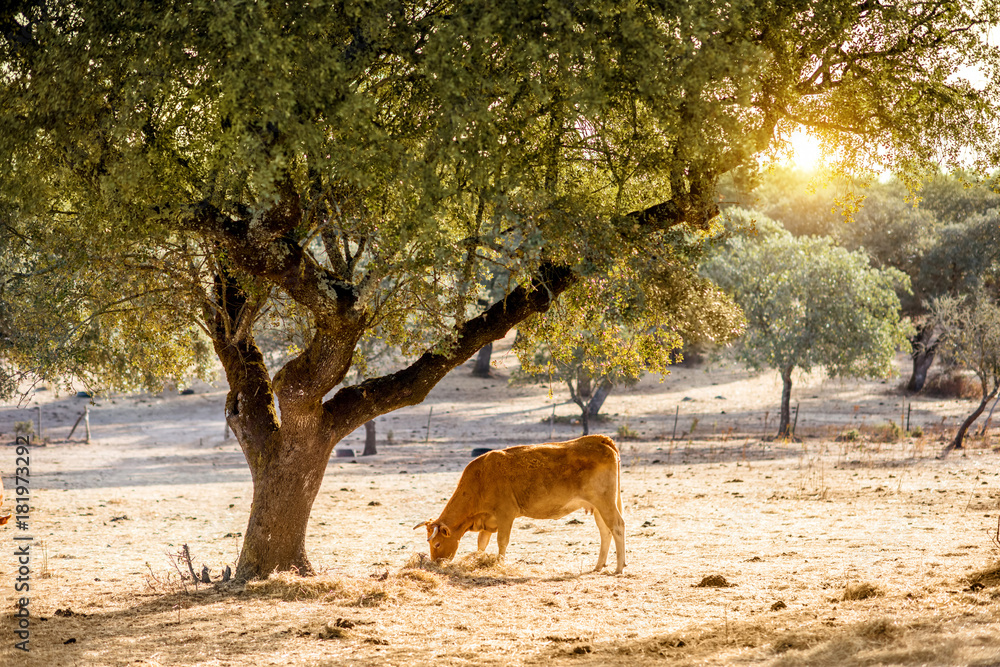 Landscape view on the beautiful meadow with cow grazing during the sunrise in Portugal