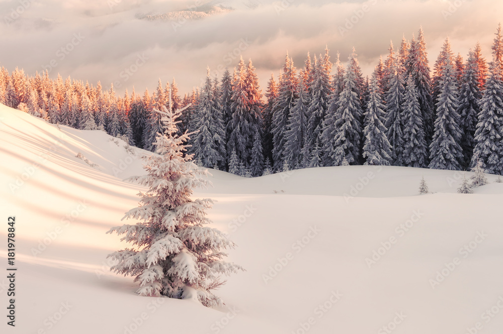 白雪皑皑的树木构成的戏剧性冬季场景。