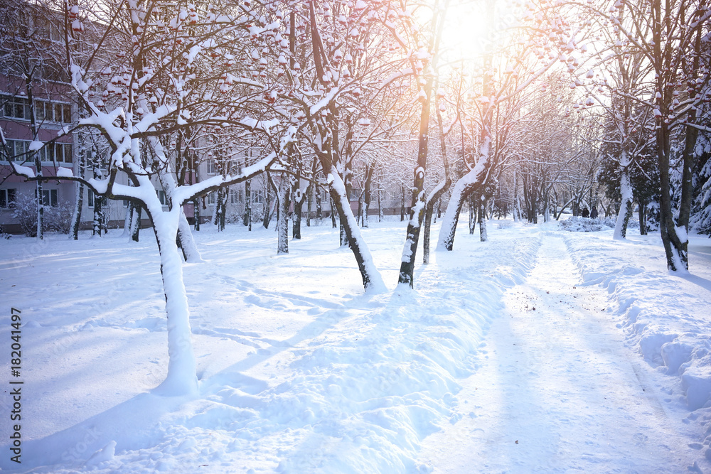 Road in a winter park with snow-covered trees of mountain ash in the rays of sunlight. Beautiful Chr