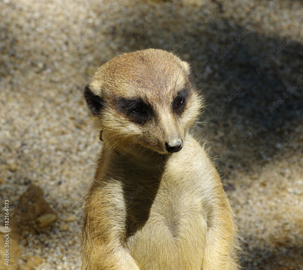 沙滩上的Meercat