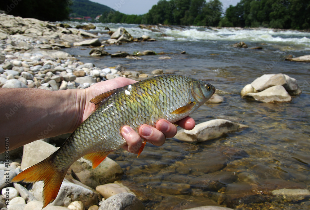 fish in the hand