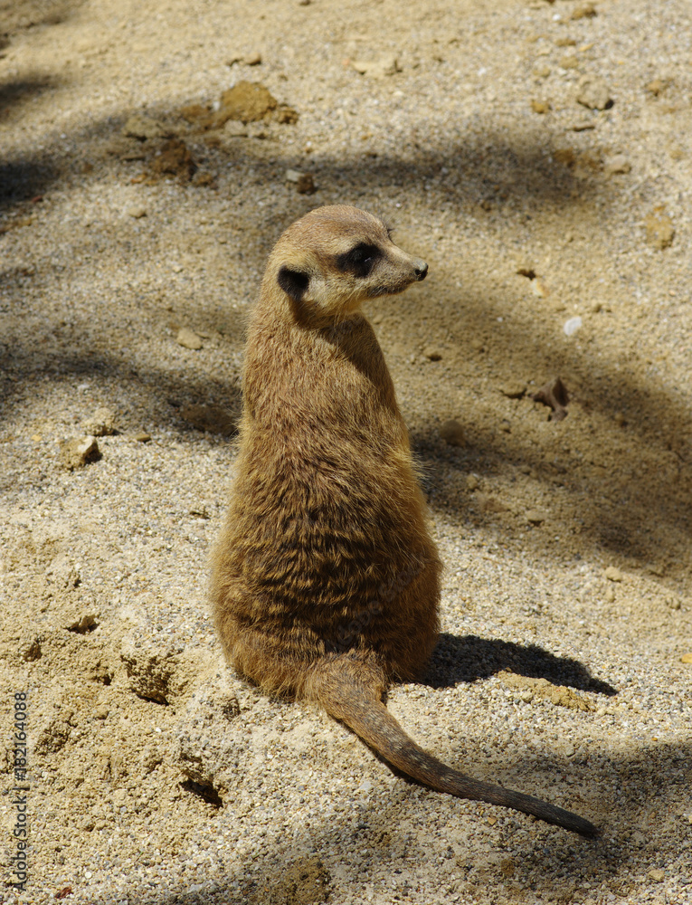 Meercat on the sand