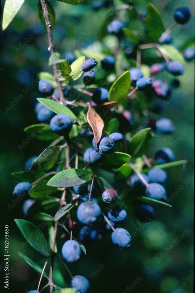 Blaubeeren