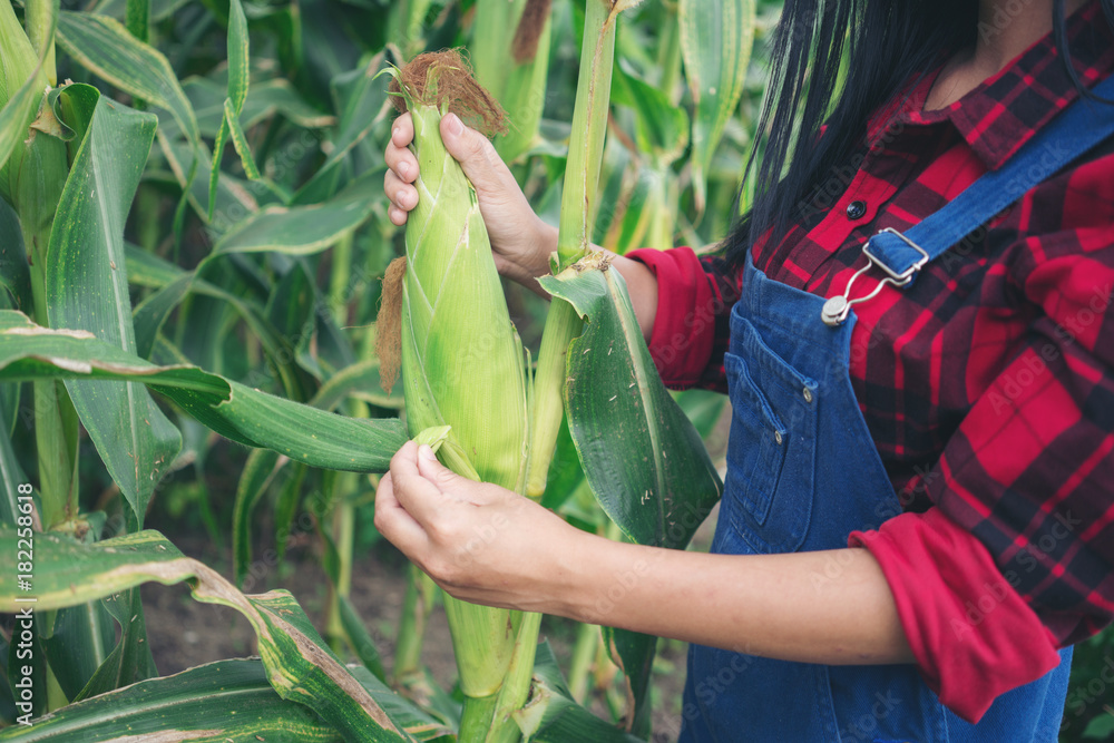 Happy farmer in the corn field