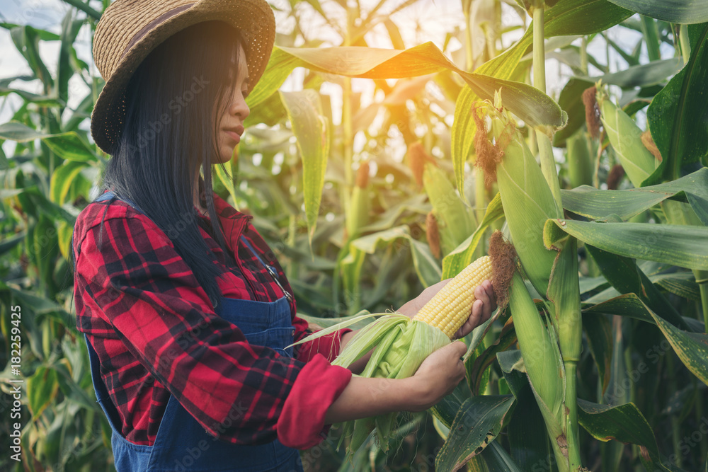 Happy farmer in the corn field