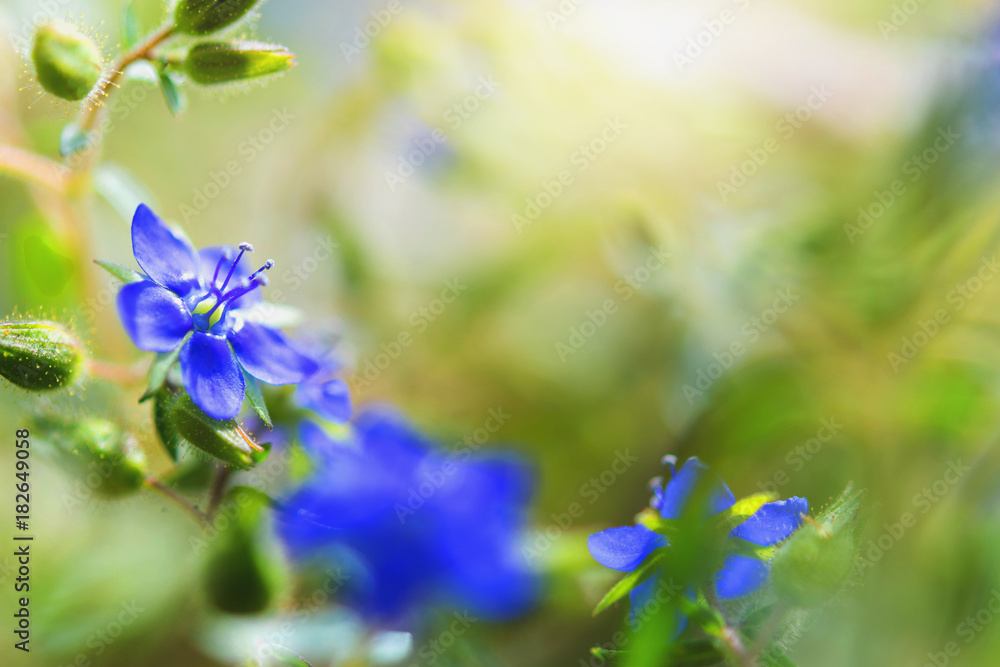 美丽的花朵，充满阳光的设计