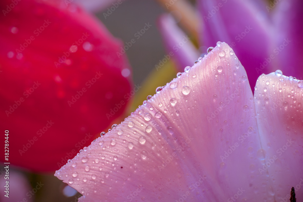 郁金香花瓣上的水滴浅景深背景