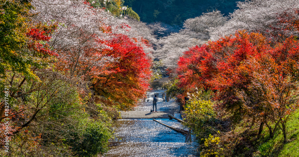 Shikizakura的花朵与美丽的秋色交织在一起，留在了Obara村。