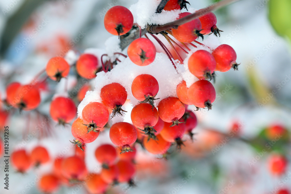 雪地里的野苹果树