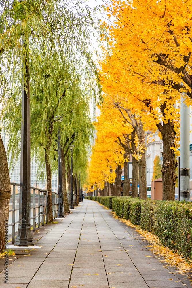 都会を彩る紅葉の木々