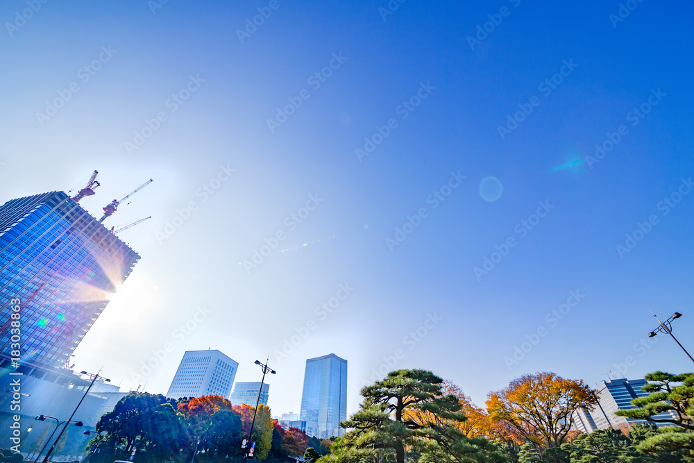 都会を彩る紅葉の木々