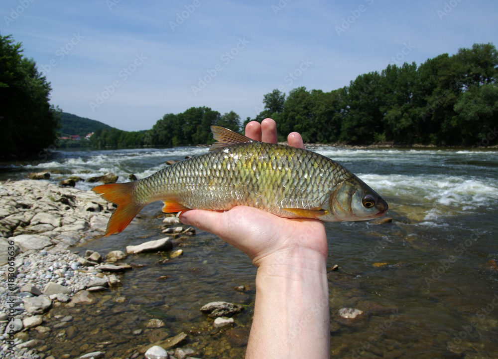 fish in the hand