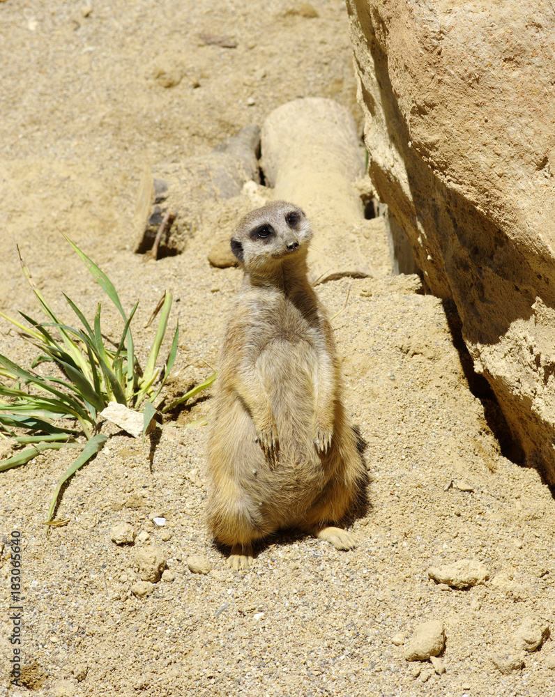 Meercat on the sand