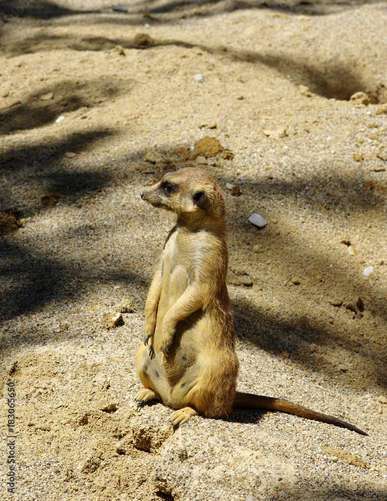 沙滩上的Meercat