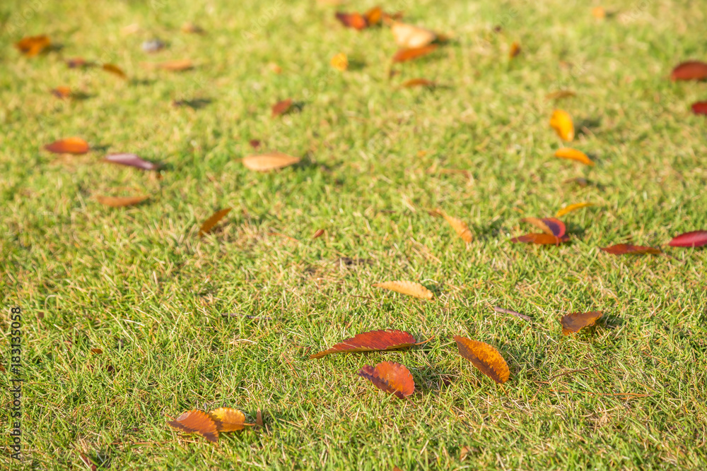 紅葉した公園の落葉樹の葉