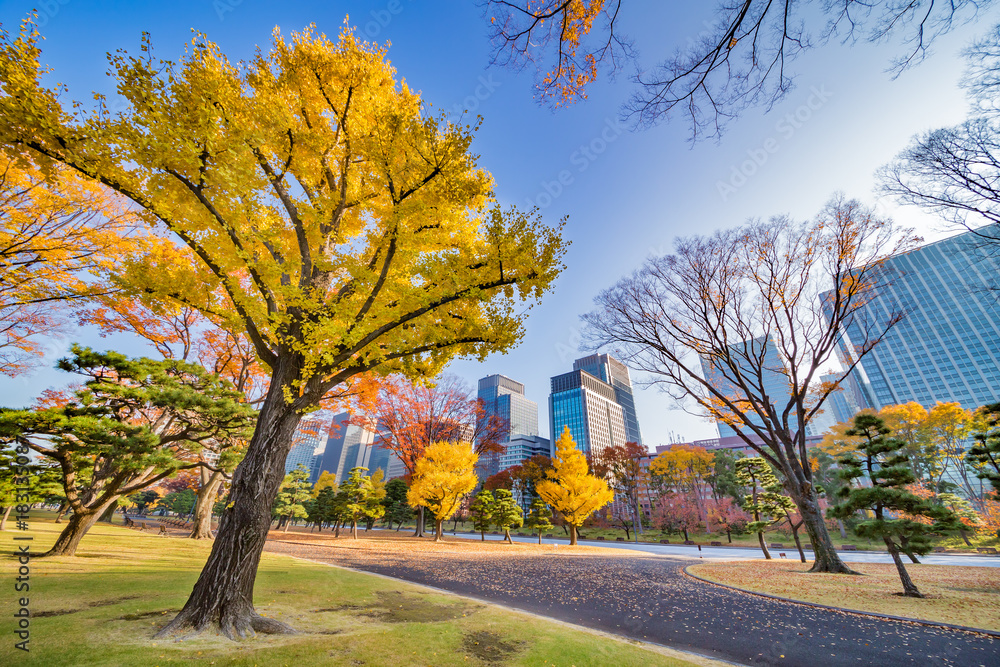 都会を彩る紅葉の木々