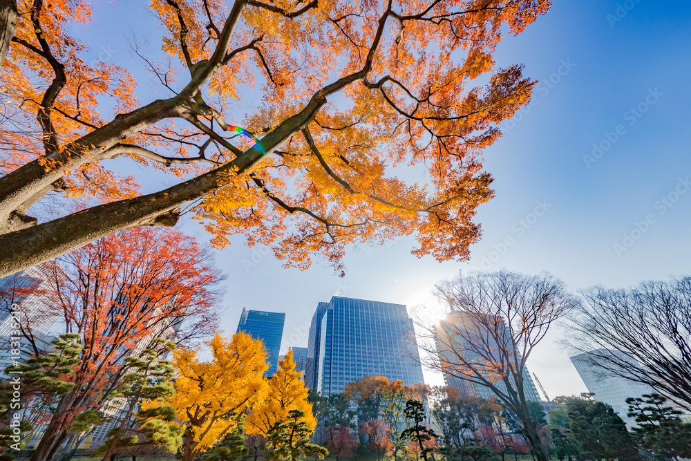 都会を彩る紅葉の木々