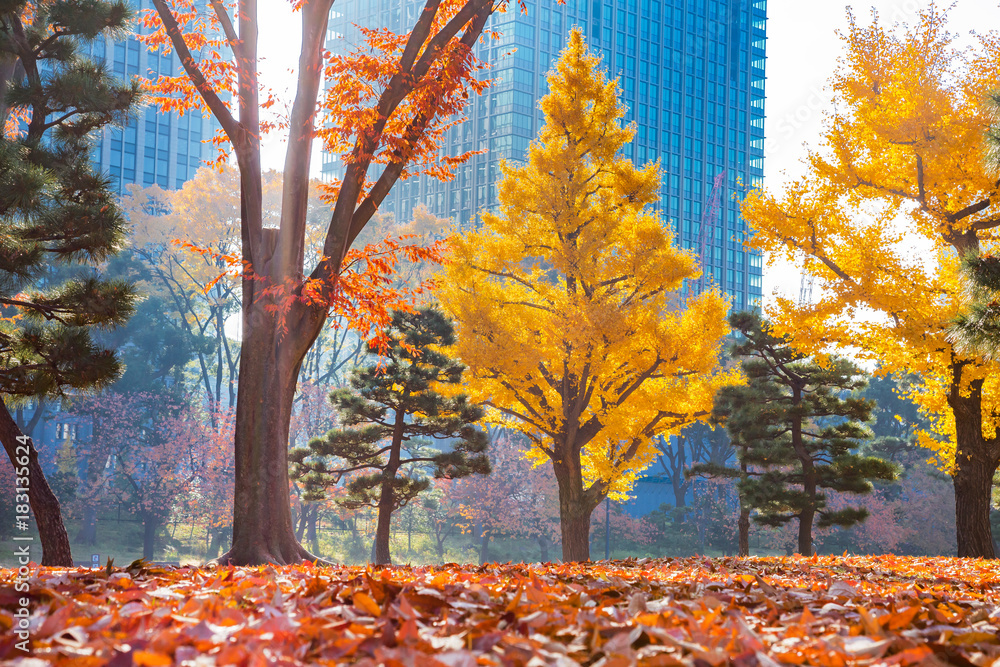 紅葉した公園の落葉樹の葉