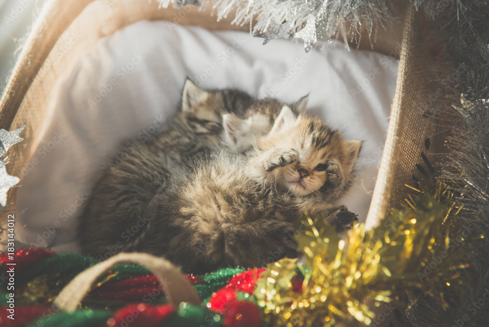 可爱的虎斑猫在圣诞节睡在篮子里拥抱