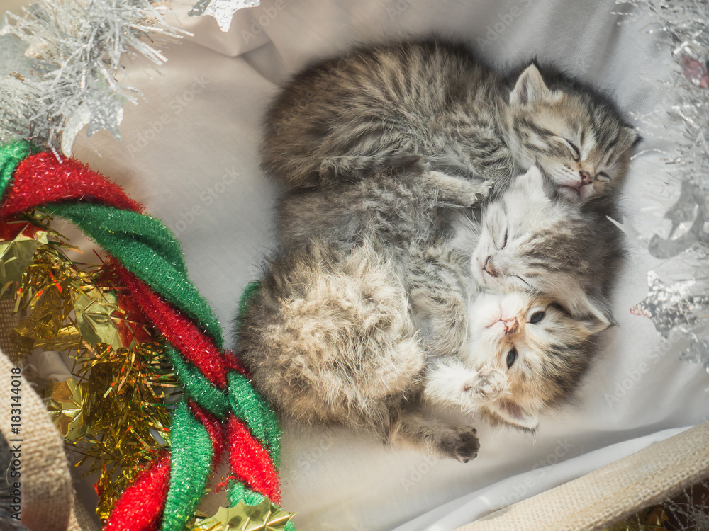 Cute tabby kittens sleeping and hugging in a basket on christmas day