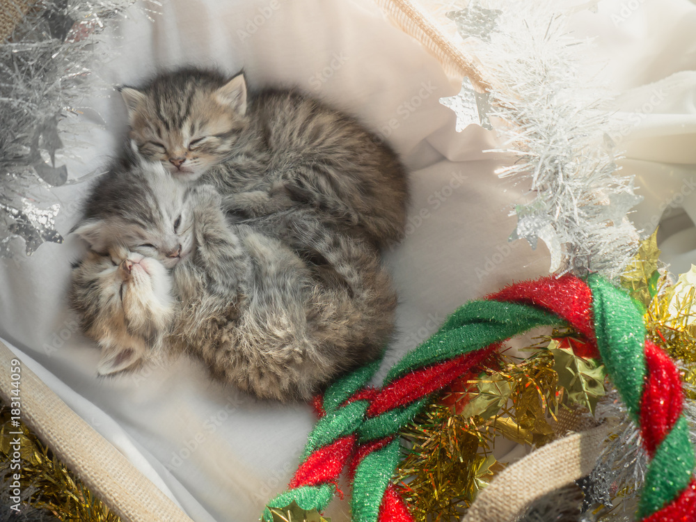 Cute tabby kittens sleeping and hugging in a basket on christmas day