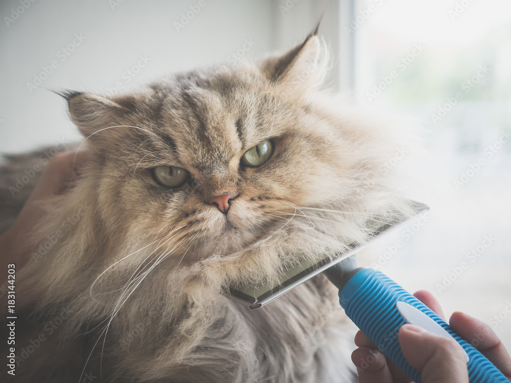 Asian woman using a comb brush the Persian cat