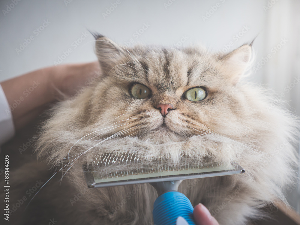 亚洲女人用梳子刷波斯猫