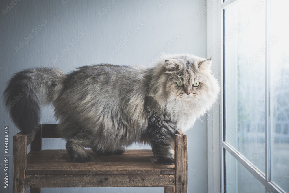 Close up of persian cat standing on wooden shelf under sun light from a window