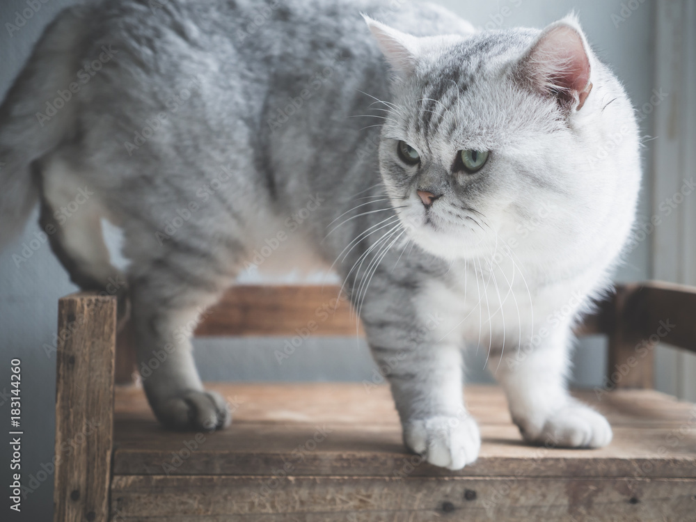 可爱的短毛猫站在窗户的灯光下的旧木架子上