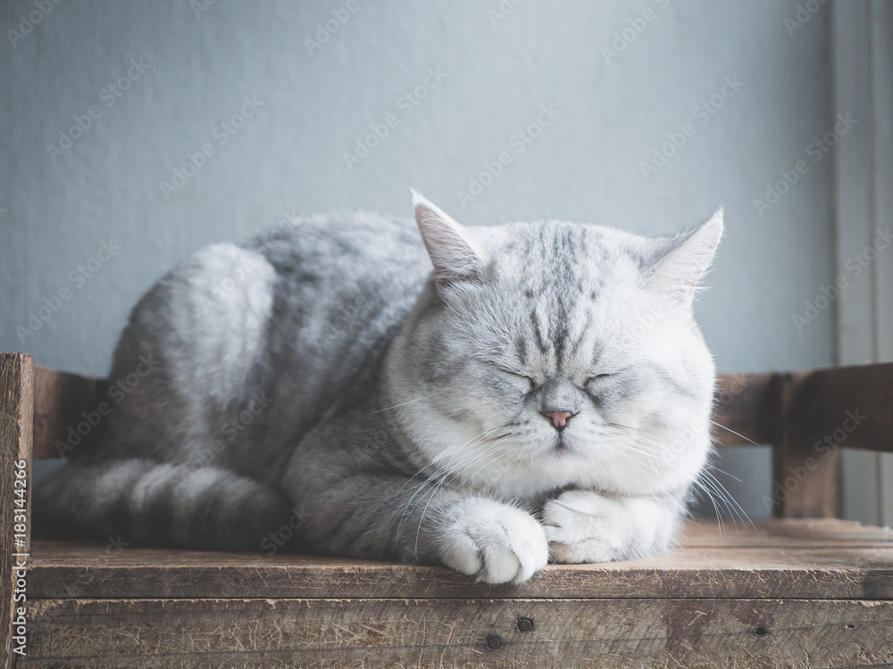 Cute cat sleeping on wooden shelf under light from a window