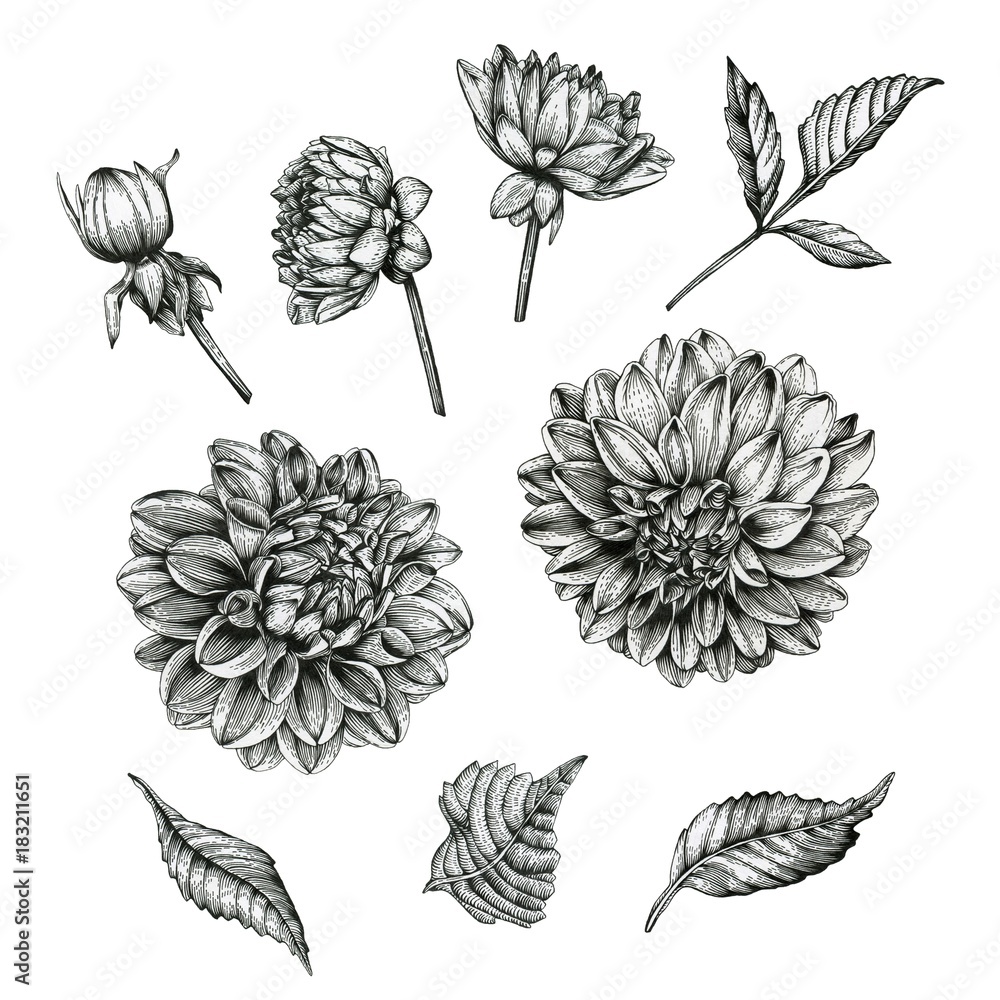 Flowers set of dahlias and leaves