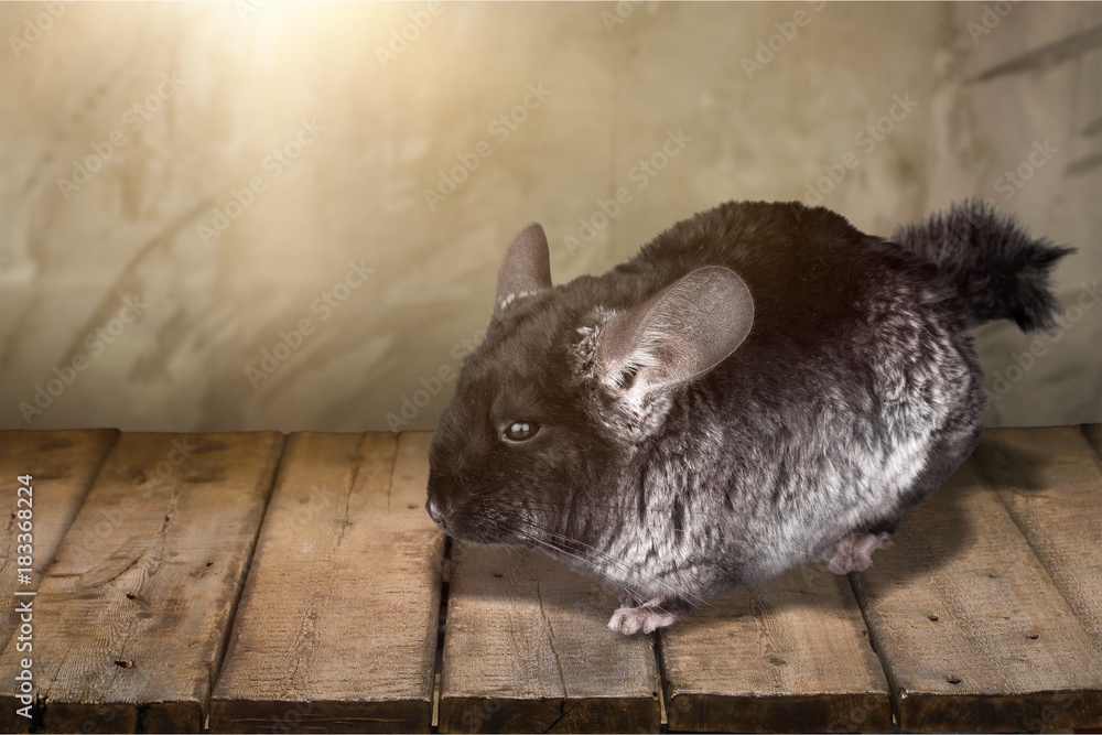 Chinchilla.