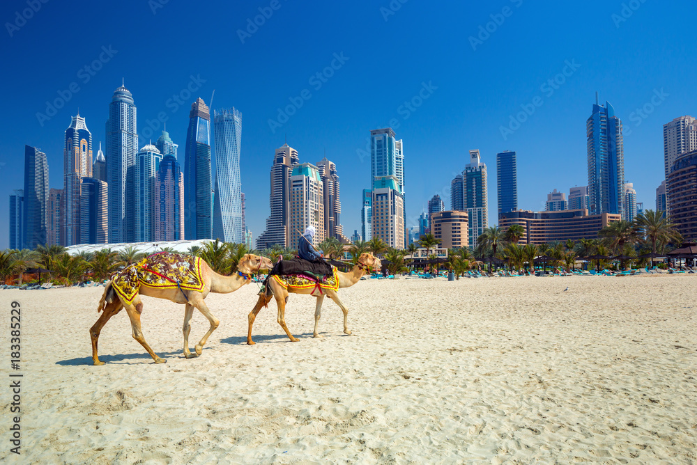 The camels on Jumeirah beach and skyscrapers in the backround in Dubai,Dubai,United Arab Emirates