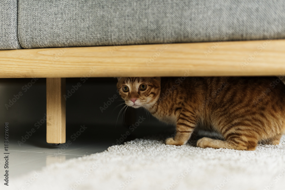 A cat hiding under a couch