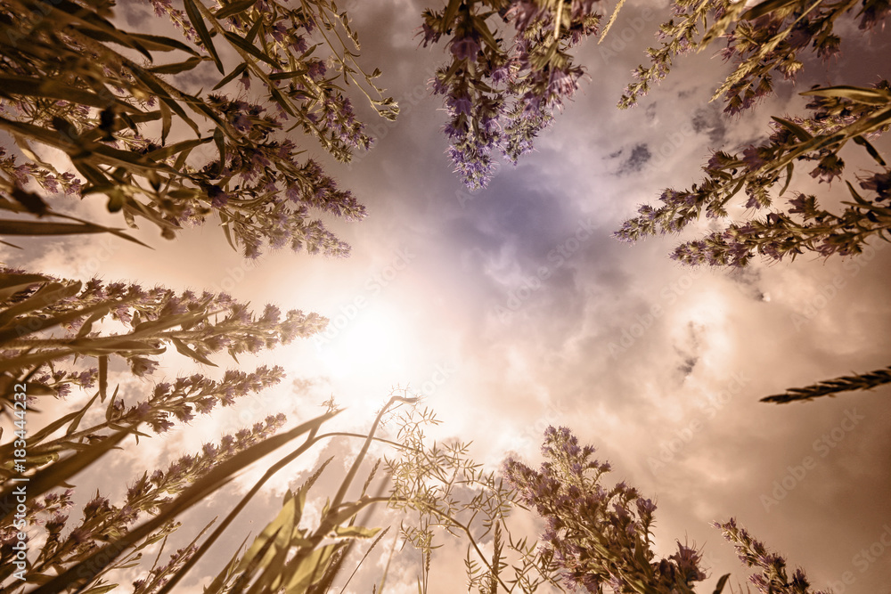 flowering lupine field