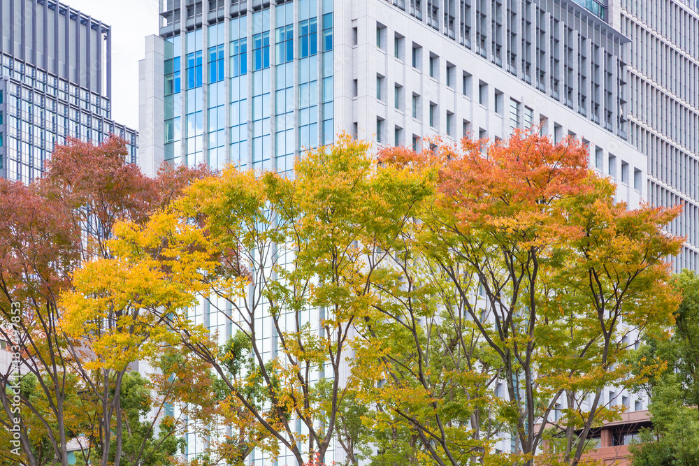 都会のビル群と紅葉の木々