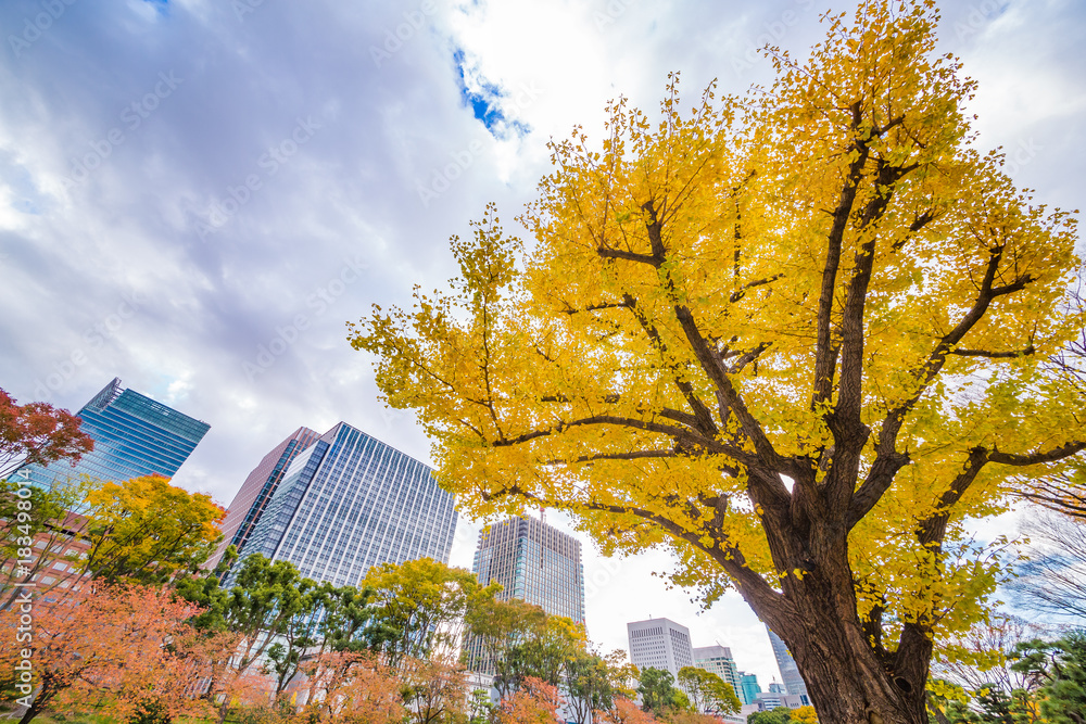 都会のビル群と紅葉の木々