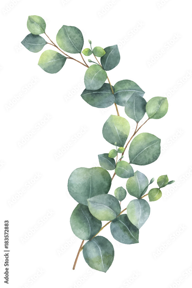 Watercolor vector wreath with green eucalyptus leaves and branches.