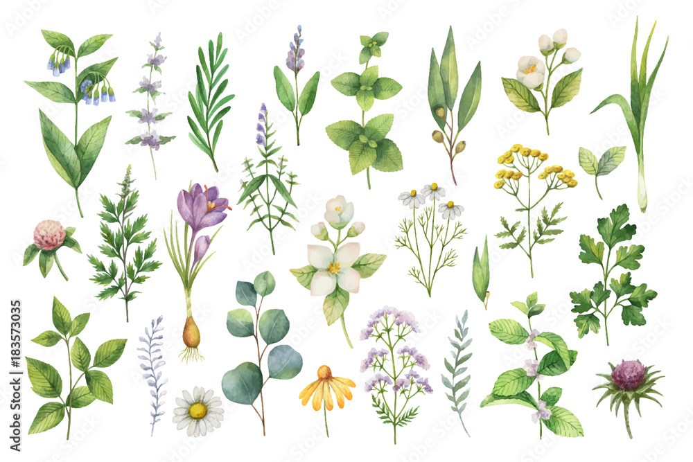 Hand drawn vector watercolor set of herbs, wildflowers and spices.